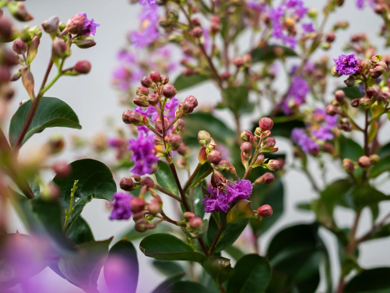 Lagerstroemia Indica Superviolacea Mehrstämmig (Lila Lagerstroemia)-2