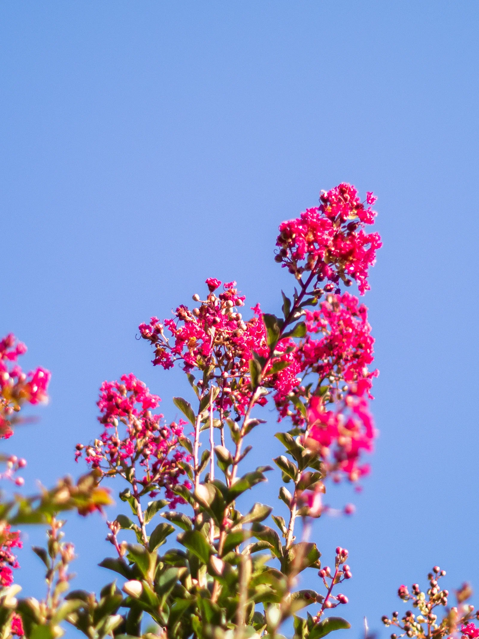 Lagerstroemia Indica Petite Red Meerstammig (Rode Lagerstroemia)-2
