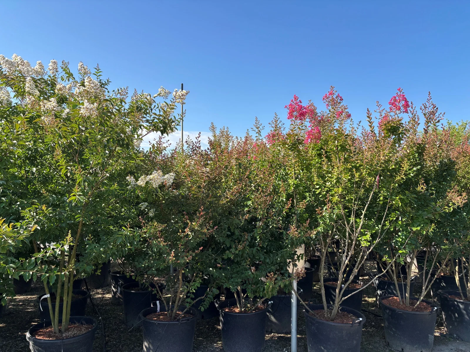 Lagerstroemia Natchez mehrstämmig (Weiße Lagerstroemia)-5
