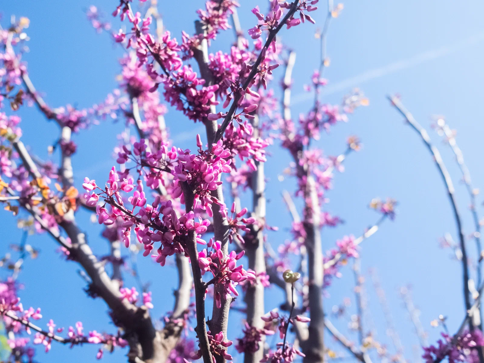 Cercis Siliquastrum Mehrstämmig (Gewöhnlicher Judasbaum)-5