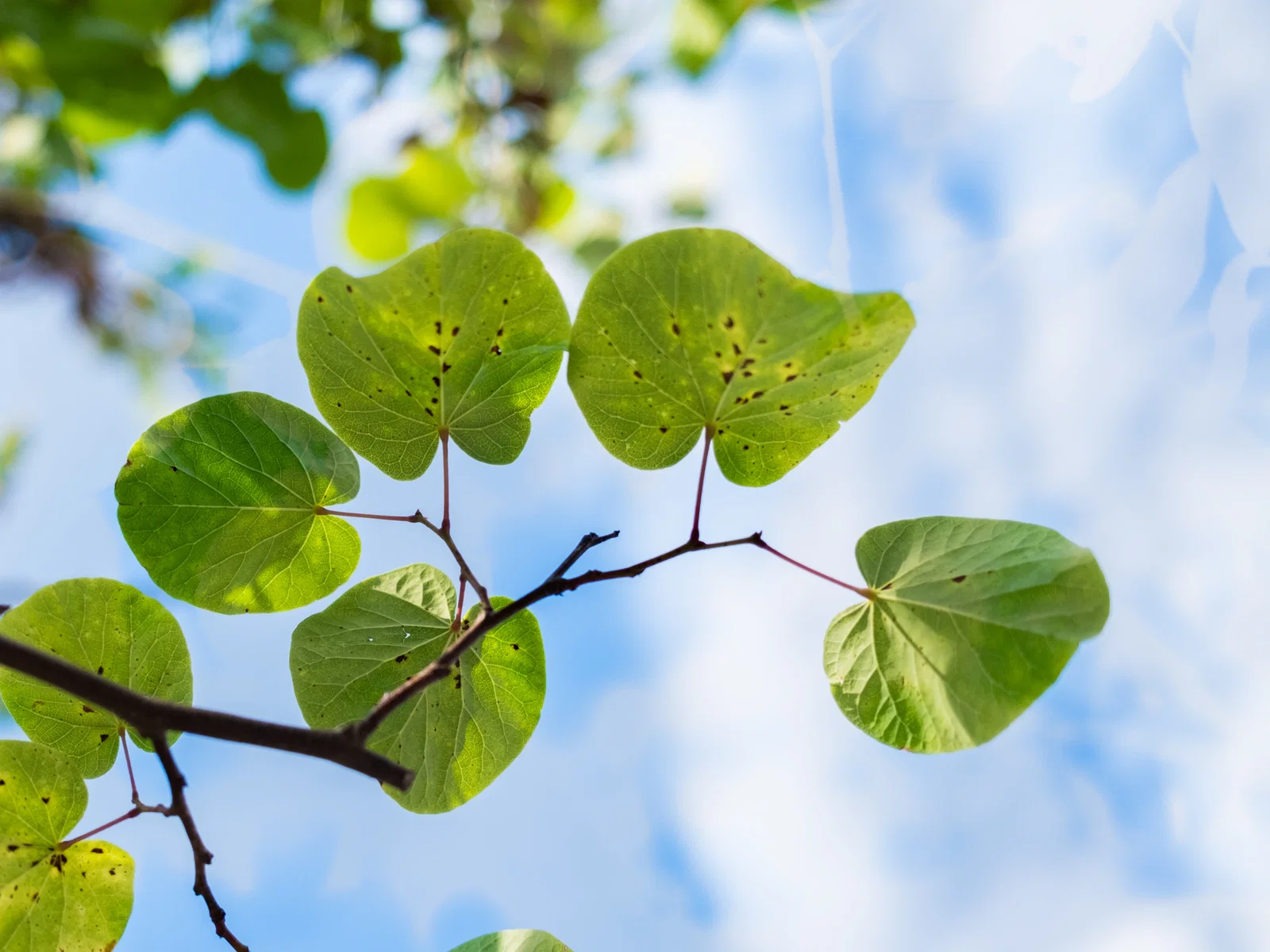 Cercis Siliquastrum Mehrstämmig (Gewöhnlicher Judasbaum)-6