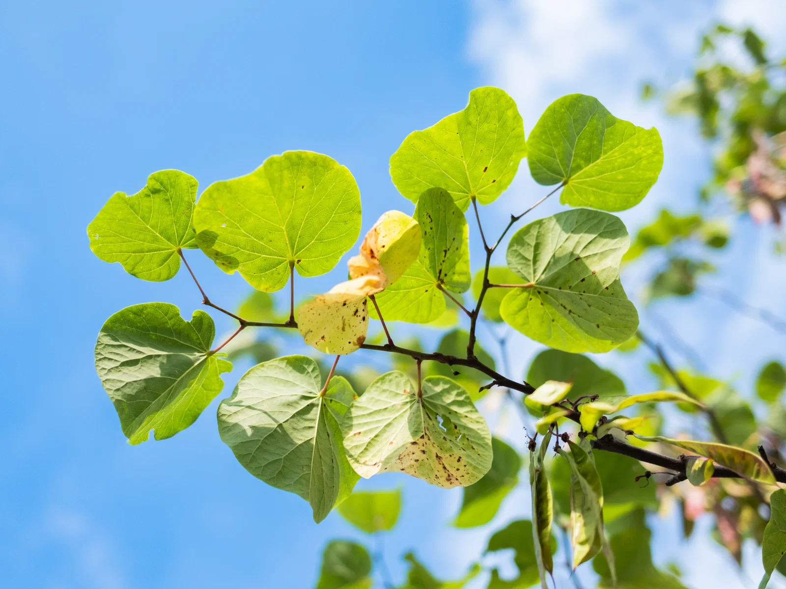 Cercis Siliquastrum Mehrstämmig (Gewöhnlicher Judasbaum)-7