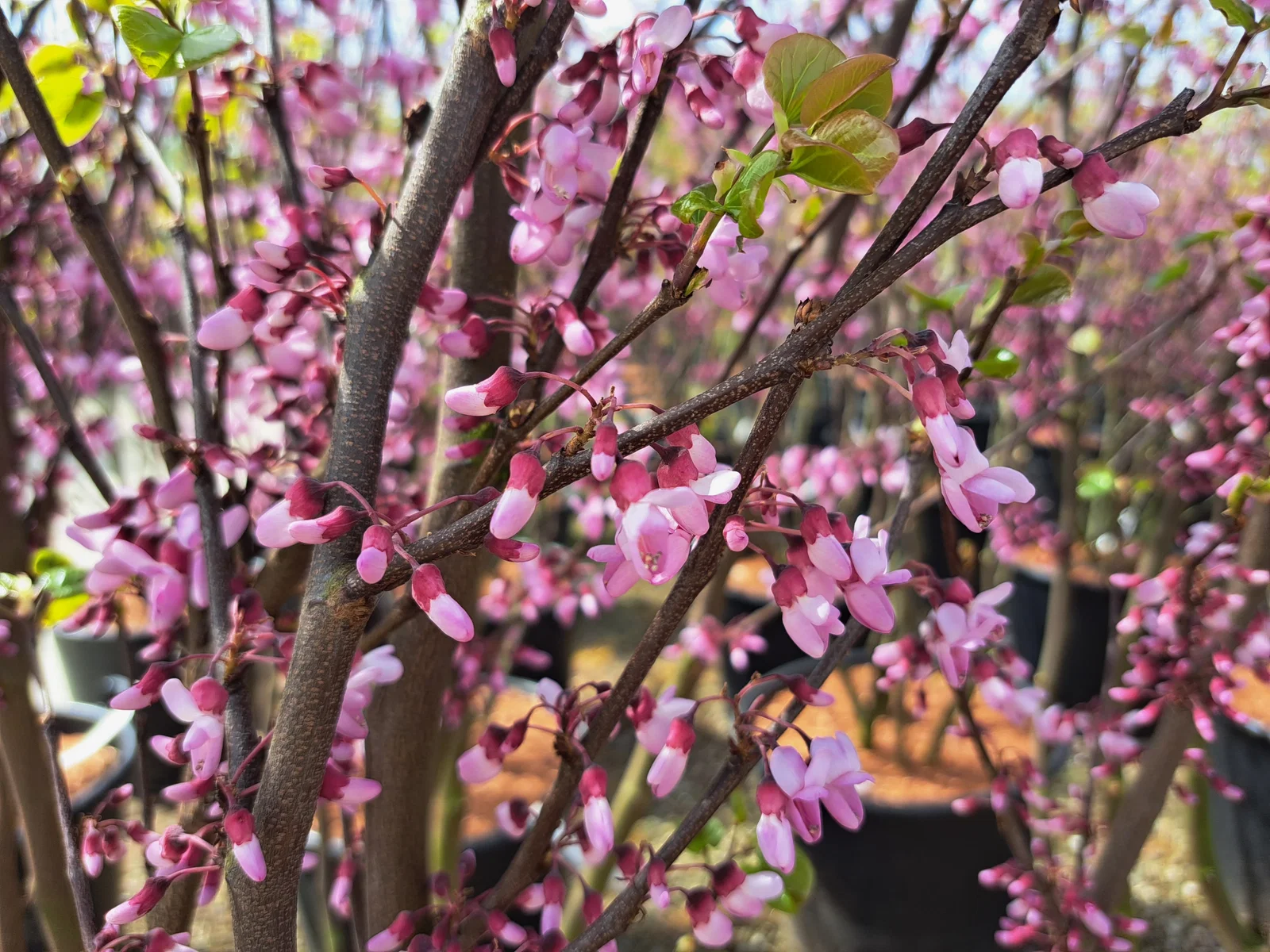 Cercis Siliquastrum Mehrstämmig (Gewöhnlicher Judasbaum)-8