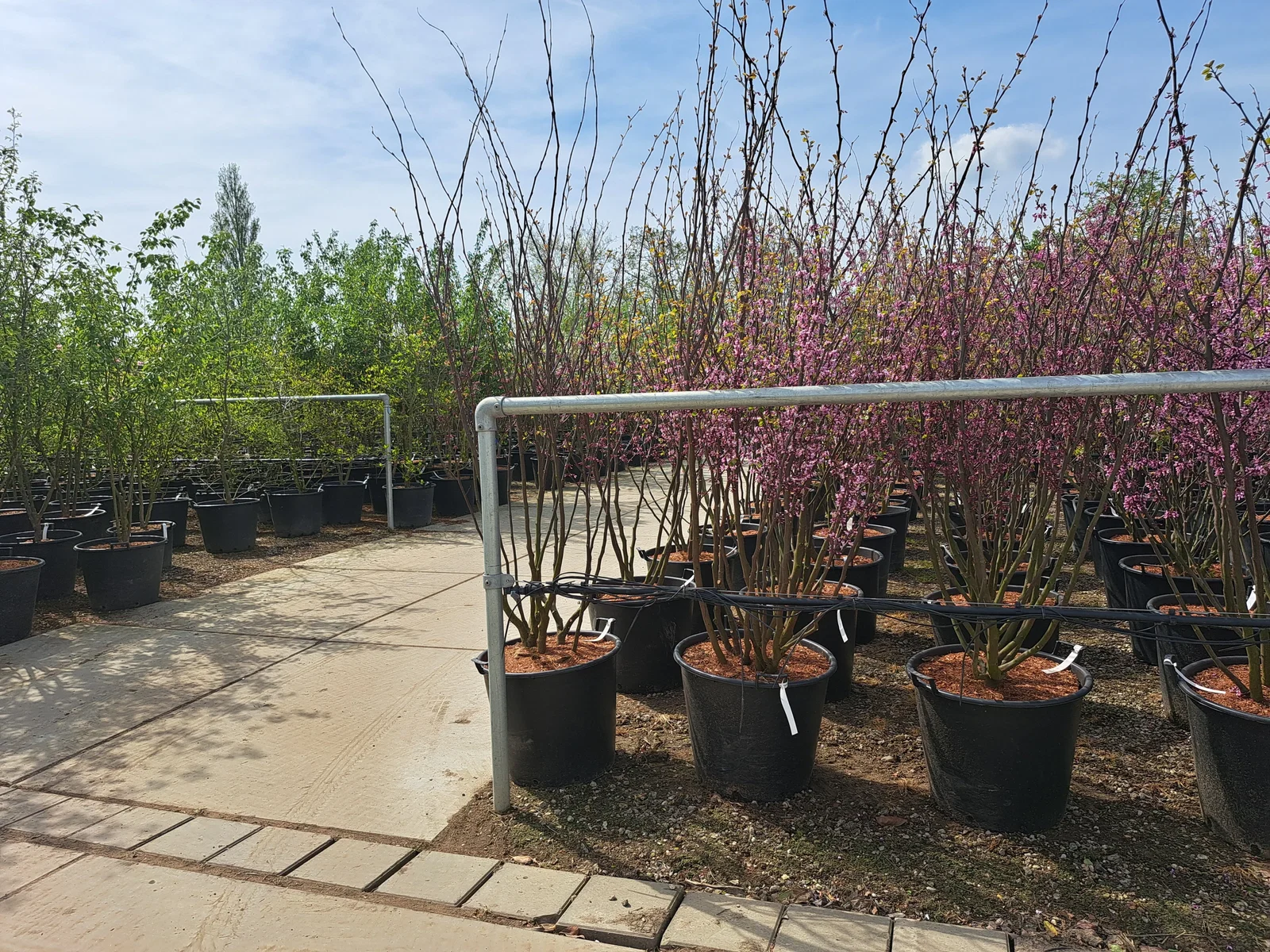Cercis Siliquastrum Mehrstämmig (Gewöhnlicher Judasbaum)-3
