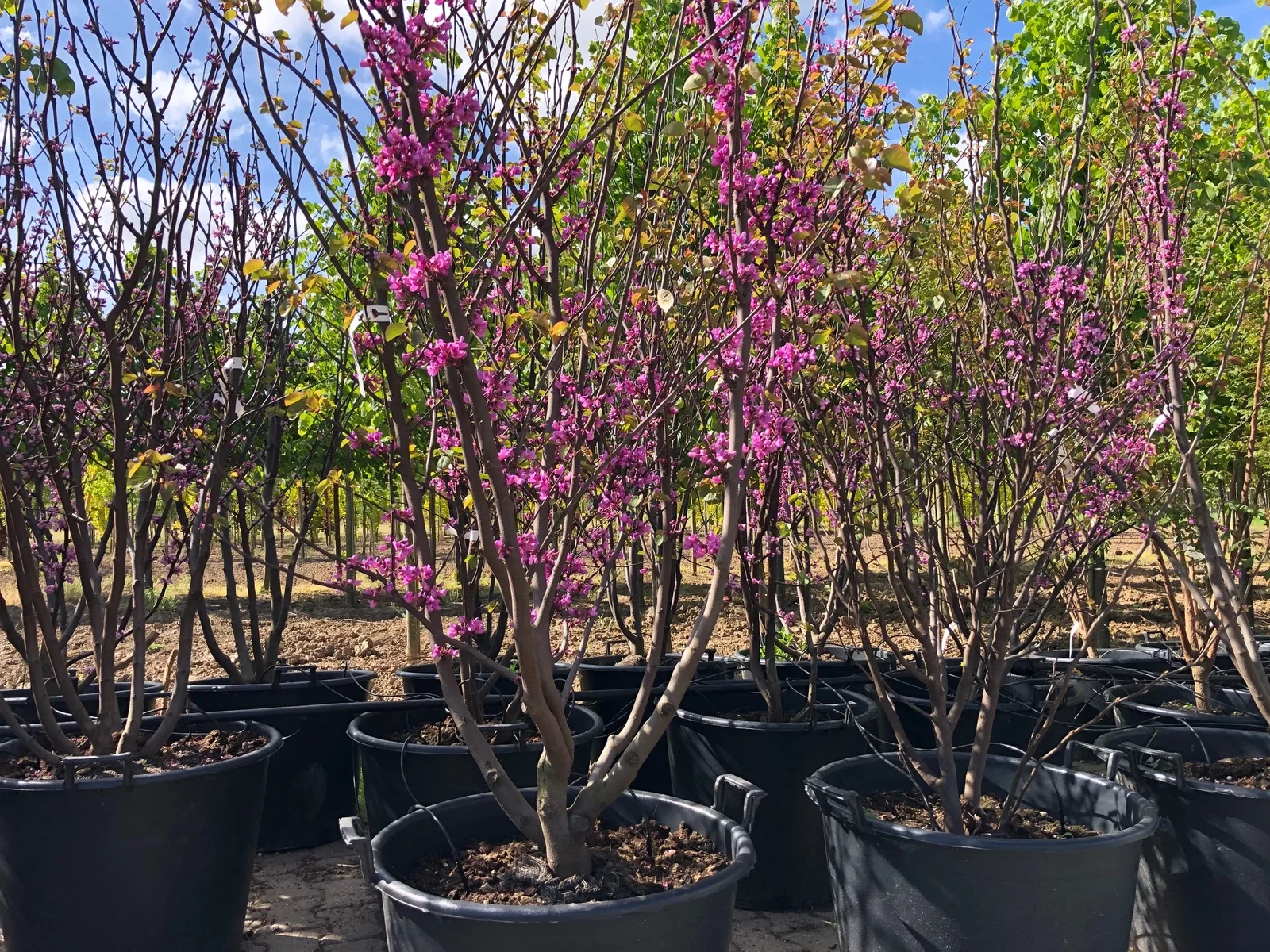 Cercis Siliquastrum Meerstammig (Judasboom)-2