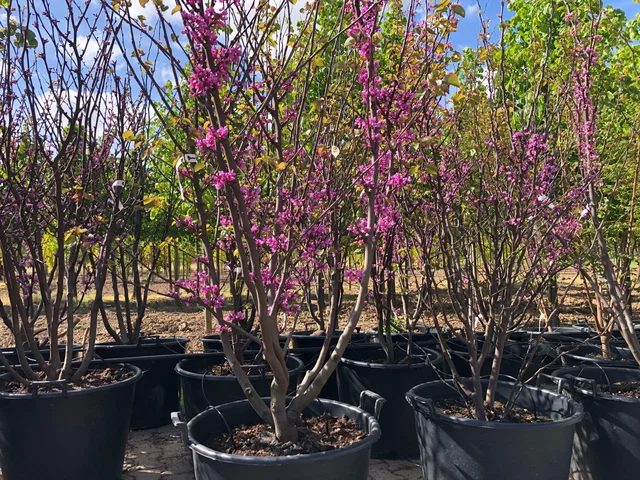 Cercis Siliquastrum Mehrstämmig (Gewöhnlicher Judasbaum)