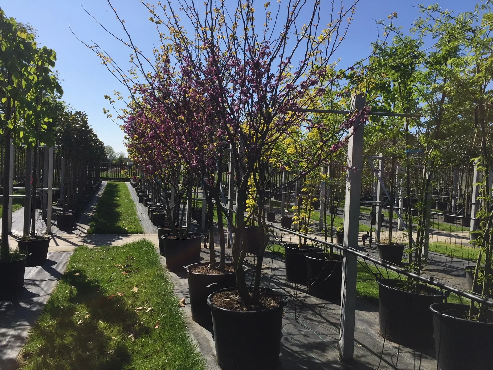 Cercis Siliquastrum Mehrstämmig (Gewöhnlicher Judasbaum)-4