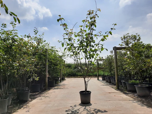 Acer Davidii Mehrstämmig (Davids-Ahorn)