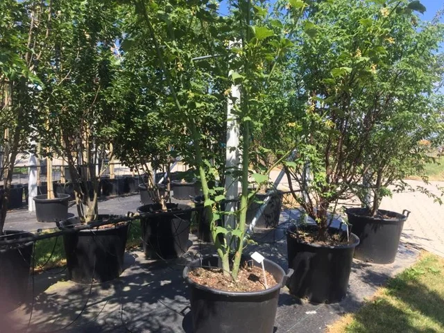Acer Davidii Mehrstämmig (Davids-Ahorn)
