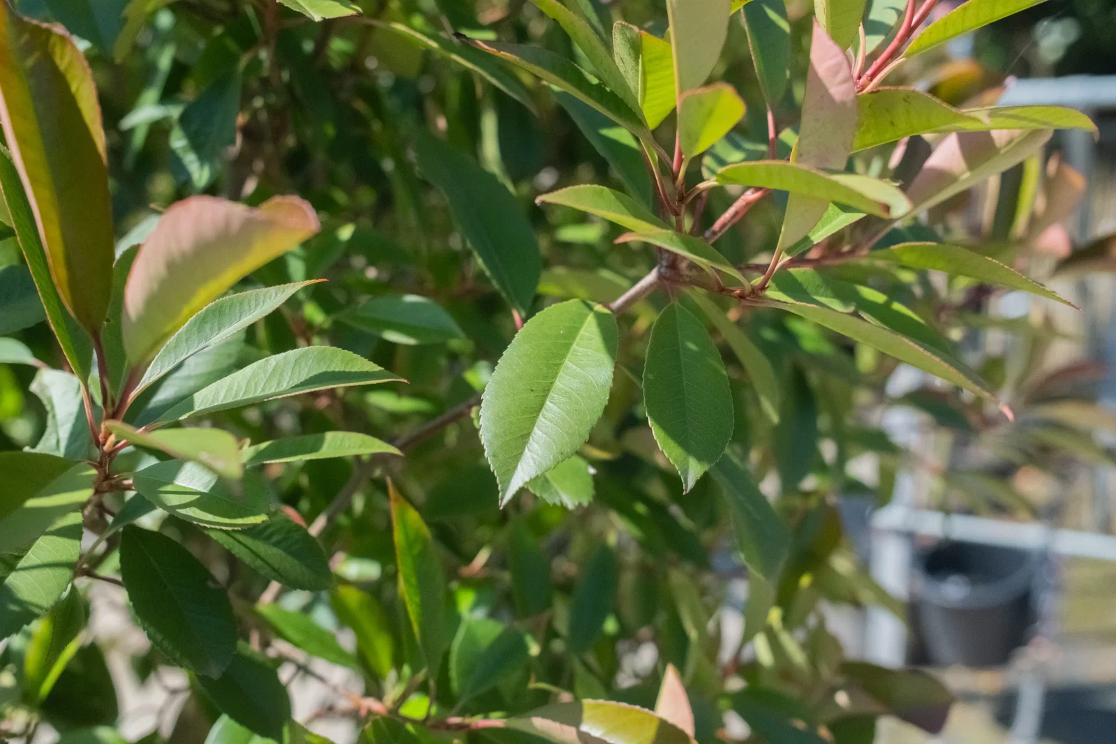 Photinia Fraseri Red Robin Heckenelement (Glanzmispel)-2