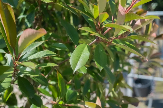 Photinia Fraseri Red Robin Heckenelement (Glanzmispel)