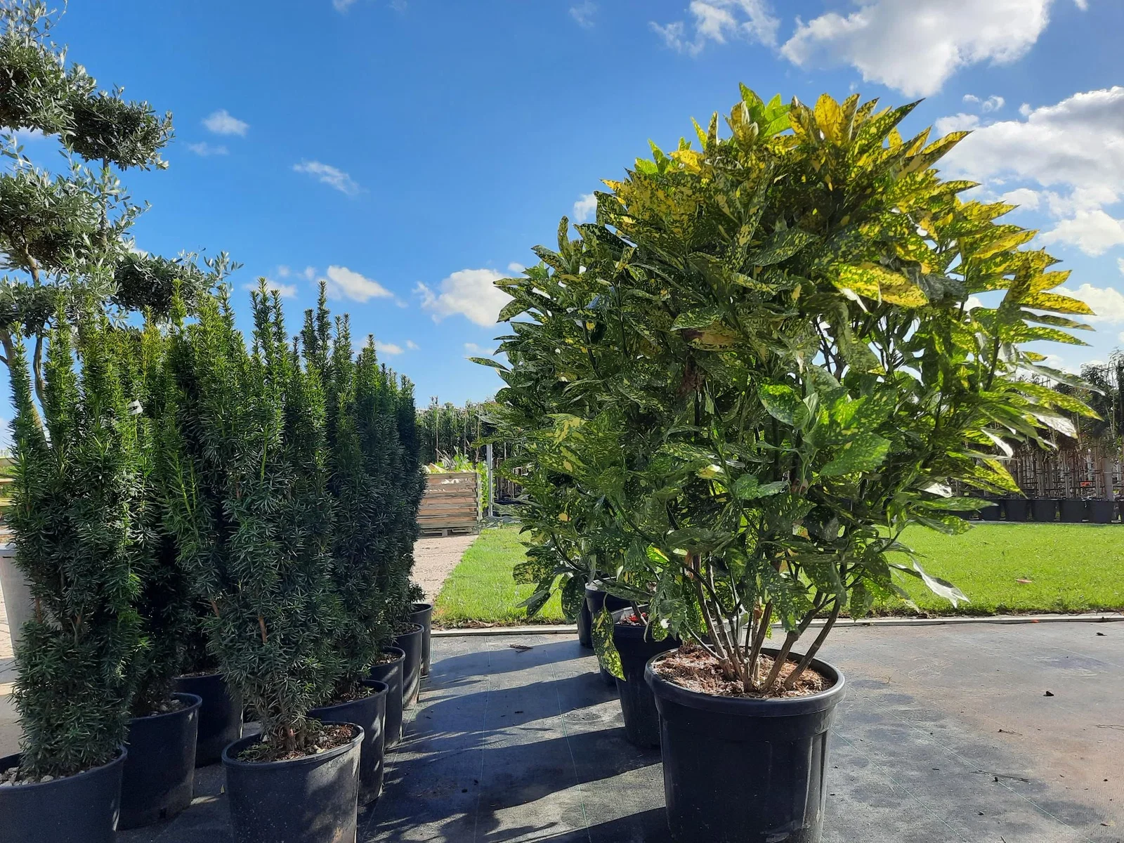 Aucuba Japonica Crotonifolia (Broodboom)-2