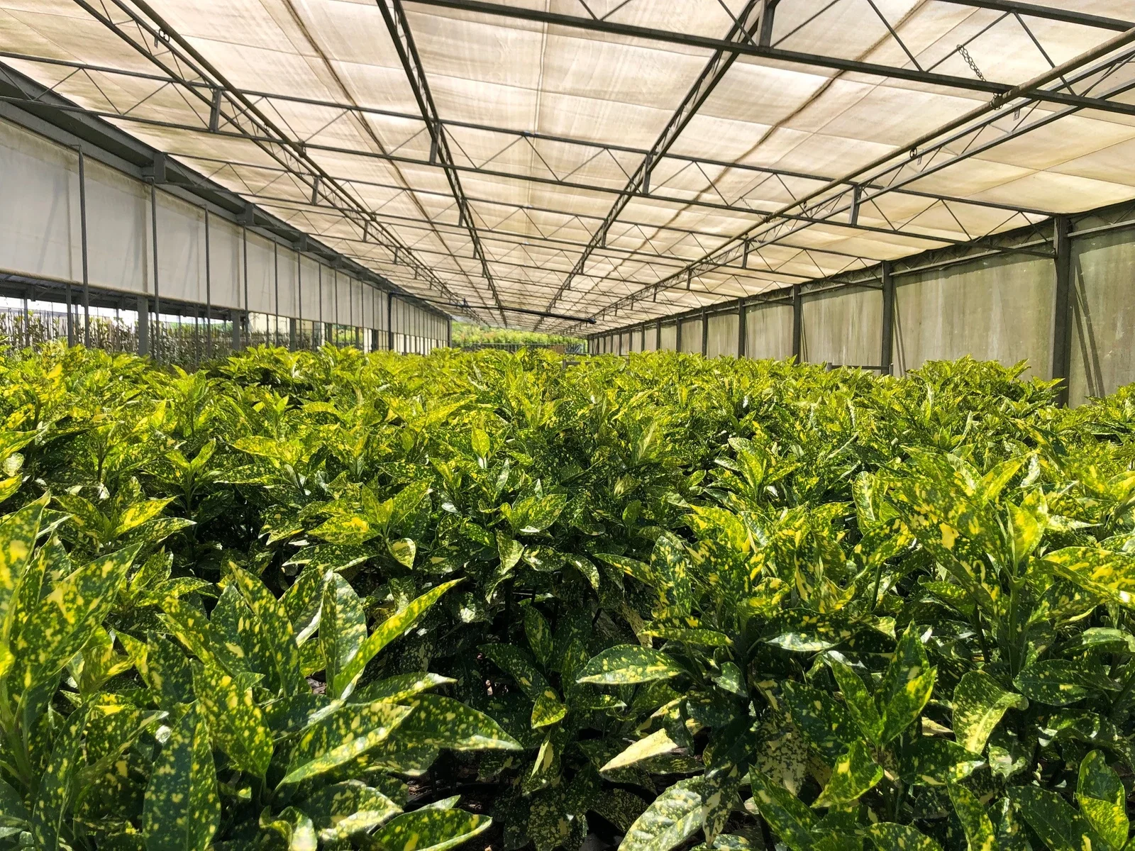 Aucuba Japonica Crotonifolia (Broodboom)-3