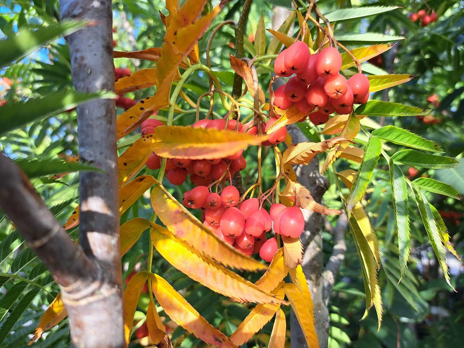 Sorbus Dodong Meerstammig (Lijsterbes)-7