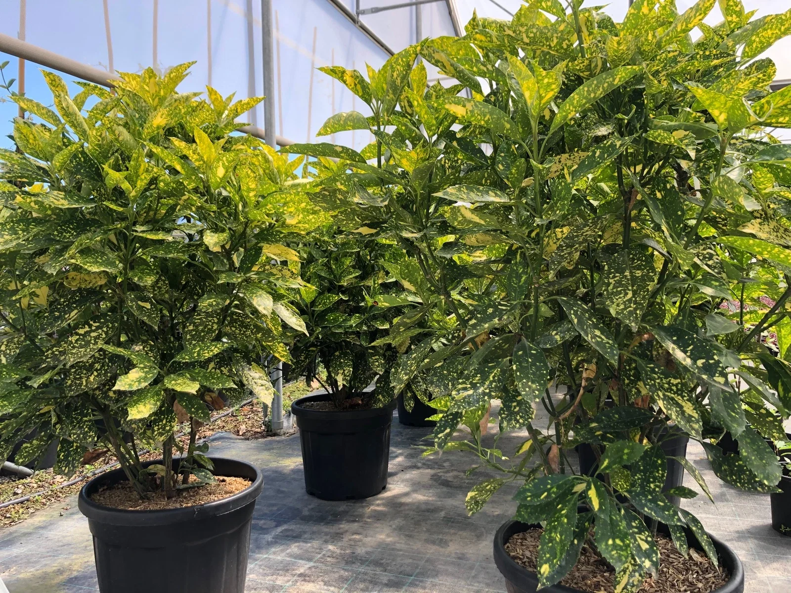 Aucuba Japonica Crotonifolia (Broodboom)-1
