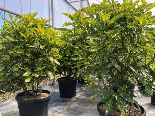 Aucuba Japonica Crotonifolia (Broodboom)