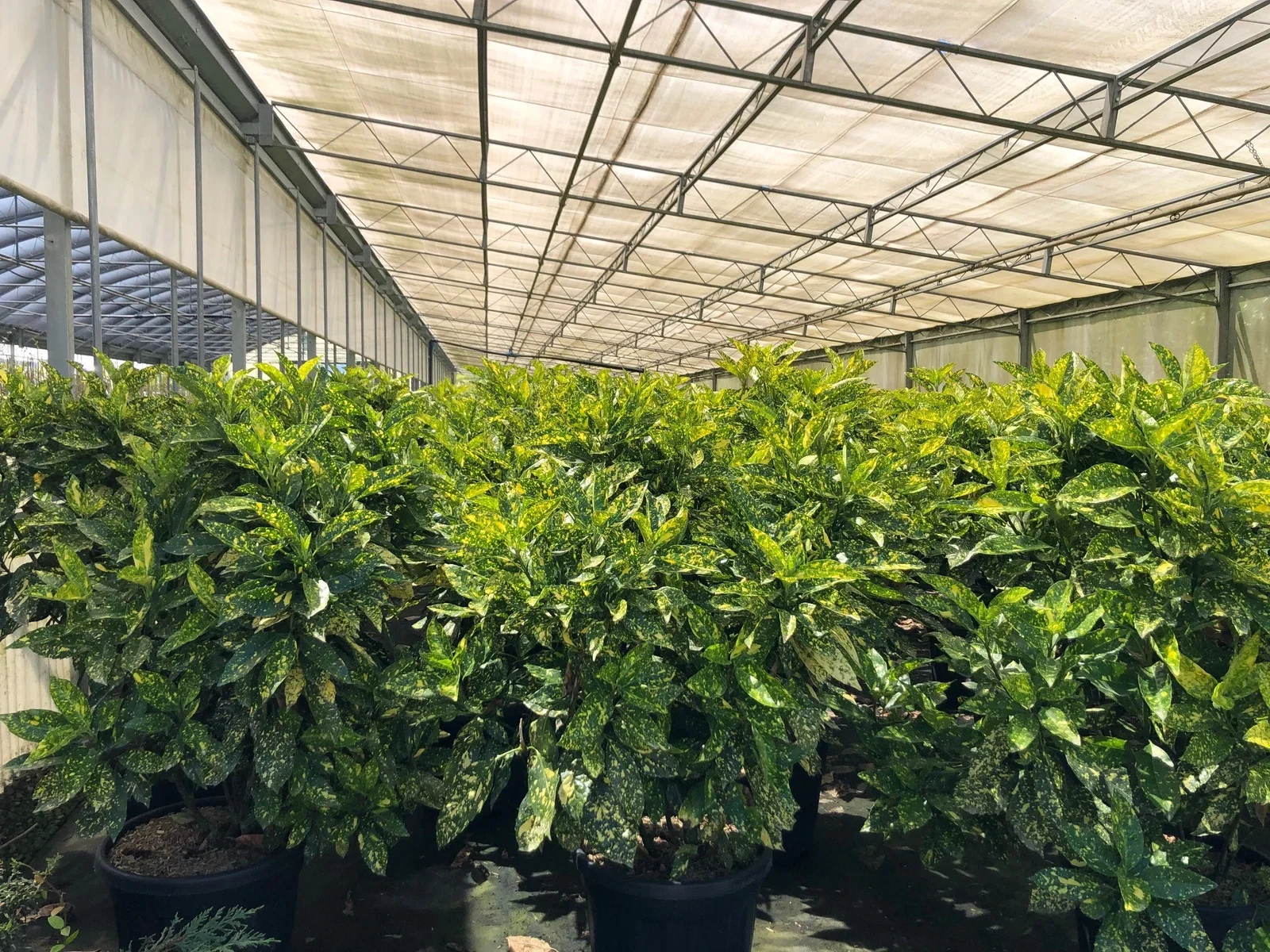 Aucuba Japonica Crotonifolia (Broodboom)-4