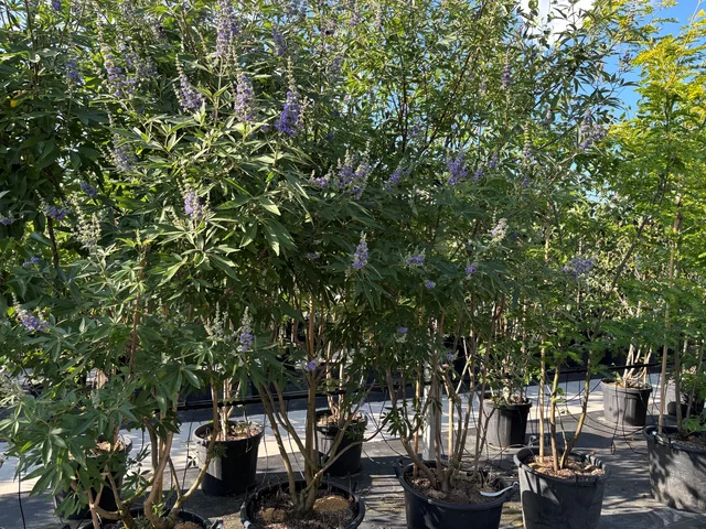 Vitex Agnus-Castus Latifolia Meerstammig (Monnikenpeper) Vitex Agnus-Castus Latifolia Meerstammig (Monnikenpeper)