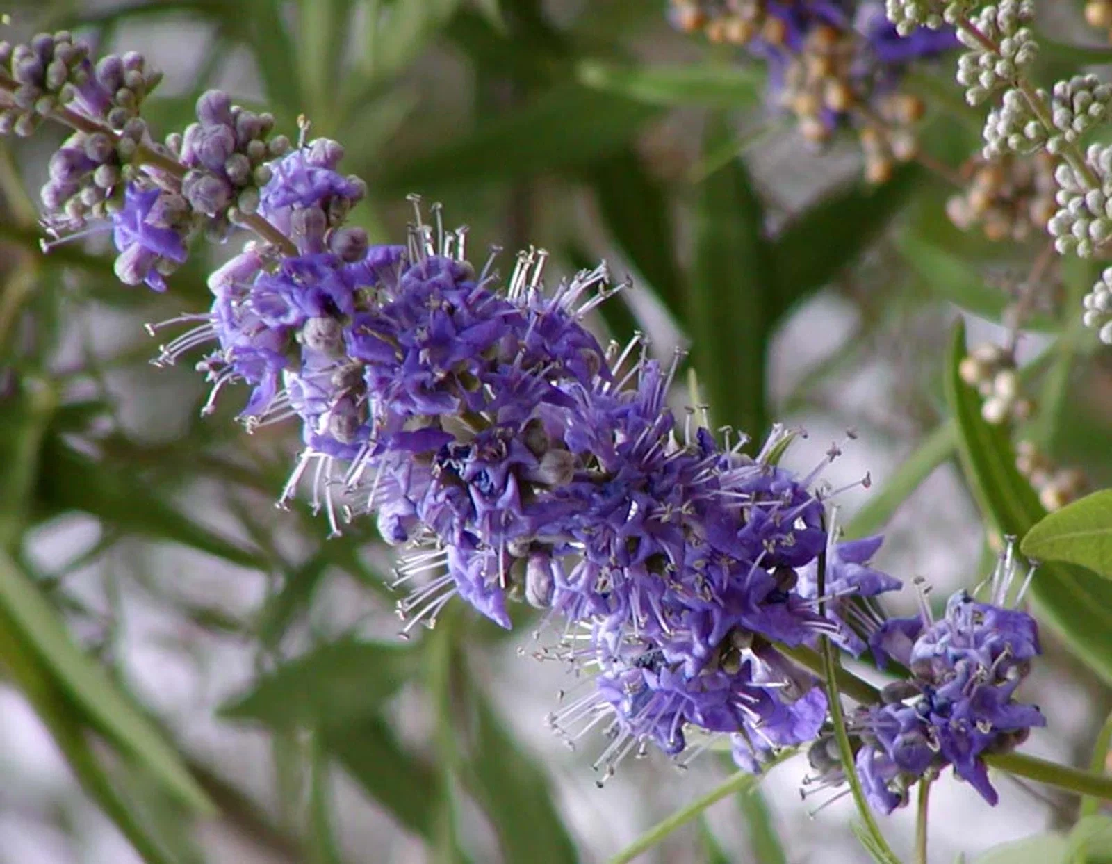 Vitex Agnus-Castus Latifolia Meerstammig (Monnikenpeper)-2