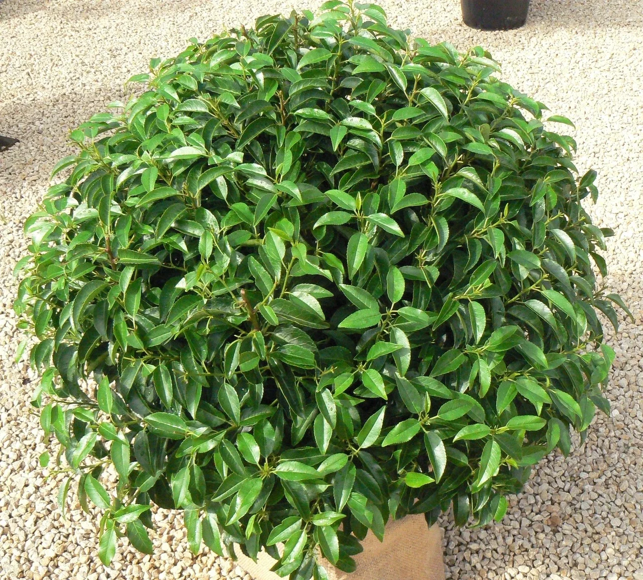 Prunus Lusitanica Kugelförmig (Portugiesische Kirschlorbeer)-2