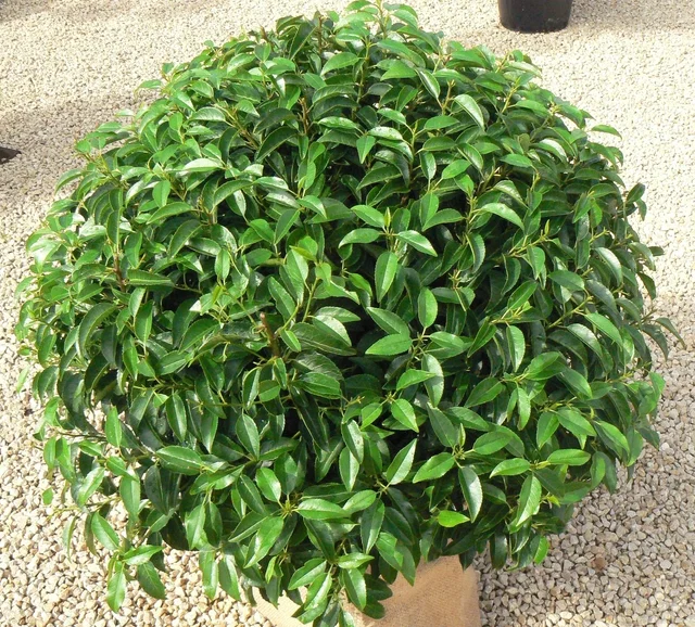 Prunus Lusitanica Kugelförmig (Portugiesische Kirschlorbeer)