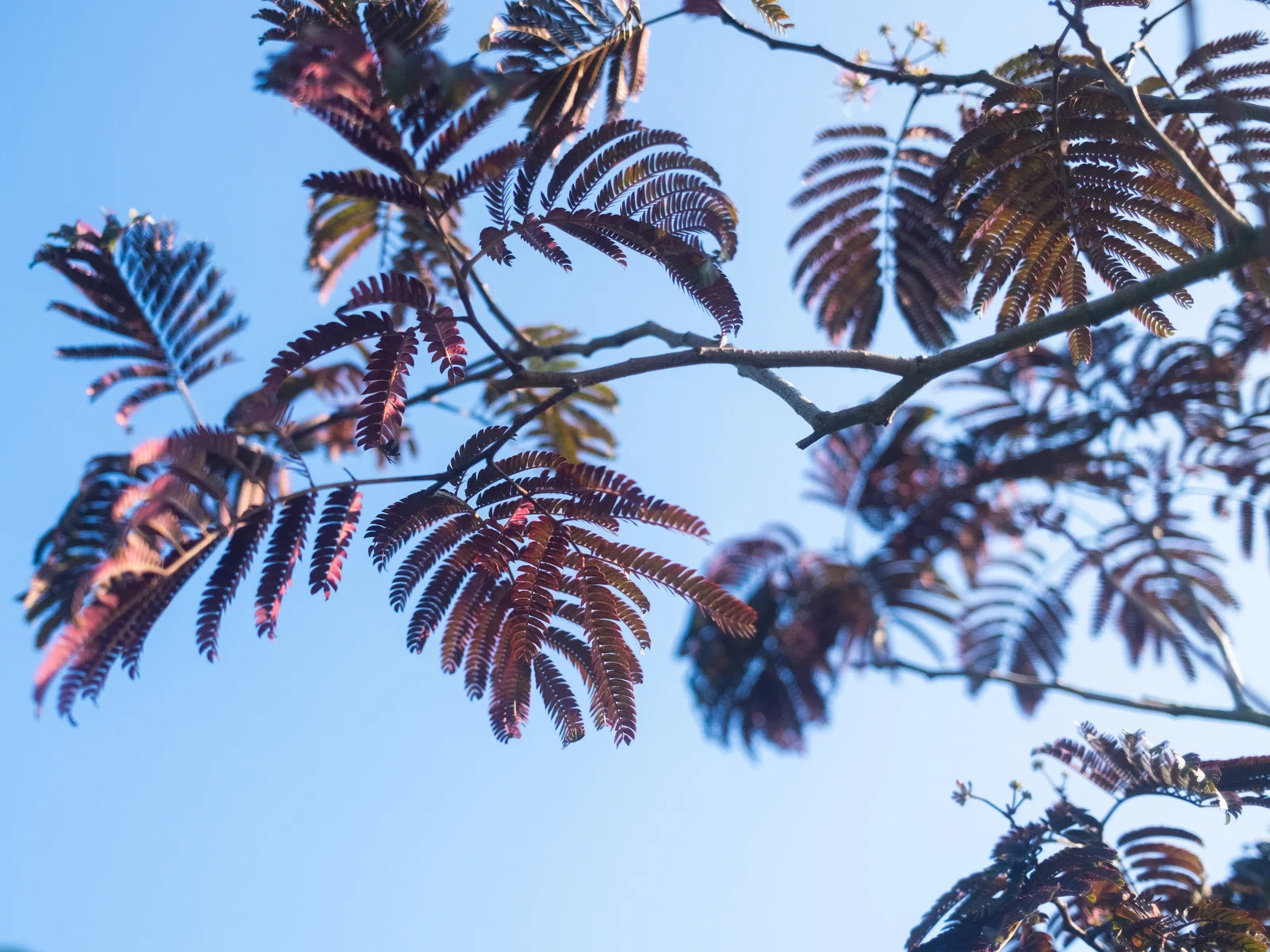 Albizia Julibrissin Summer Chocolate Mehrstämmig (Seidenbaum)-4
