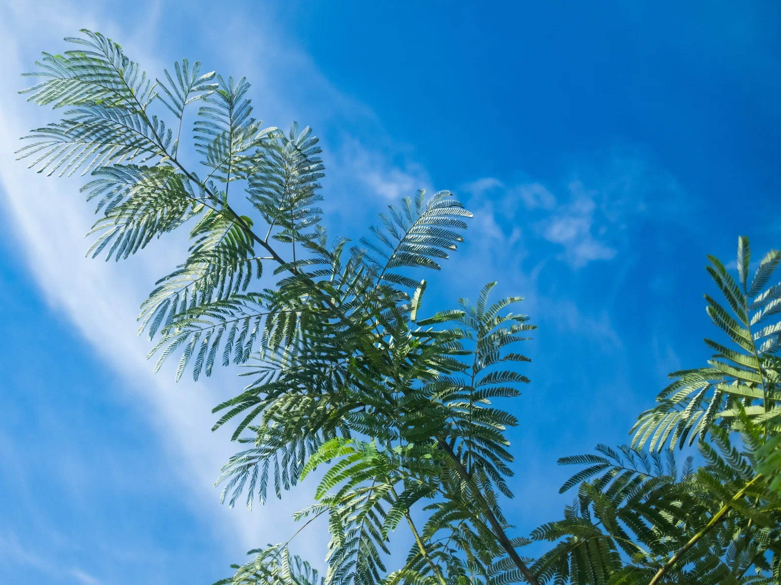 Albizia Julibrissin Mehrstämmig (Seidenbaum)-5