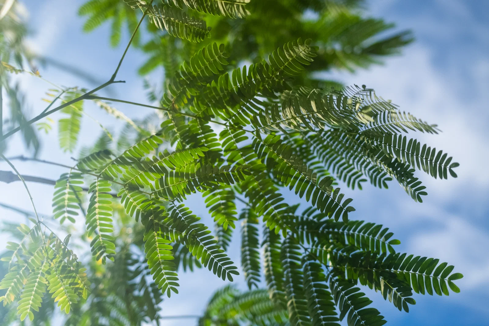Albizia Julibrissin Mehrstämmig (Seidenbaum)-6