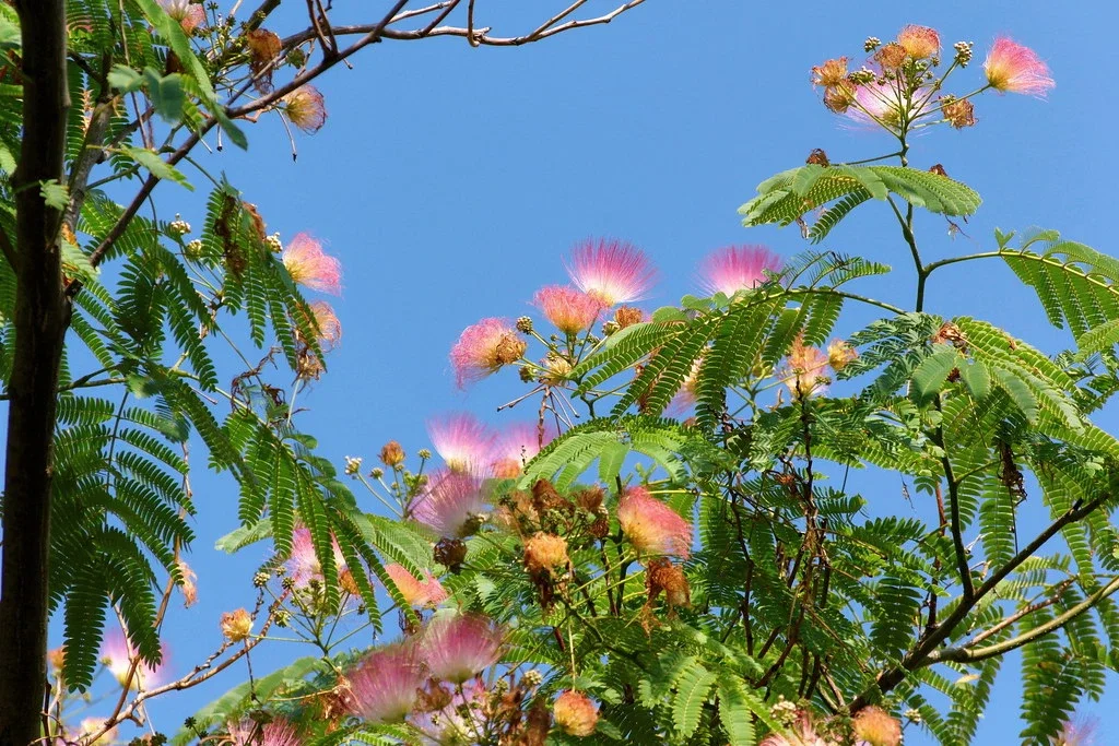 Albizia Julibrissin (Persischer Schlafbaum)-2