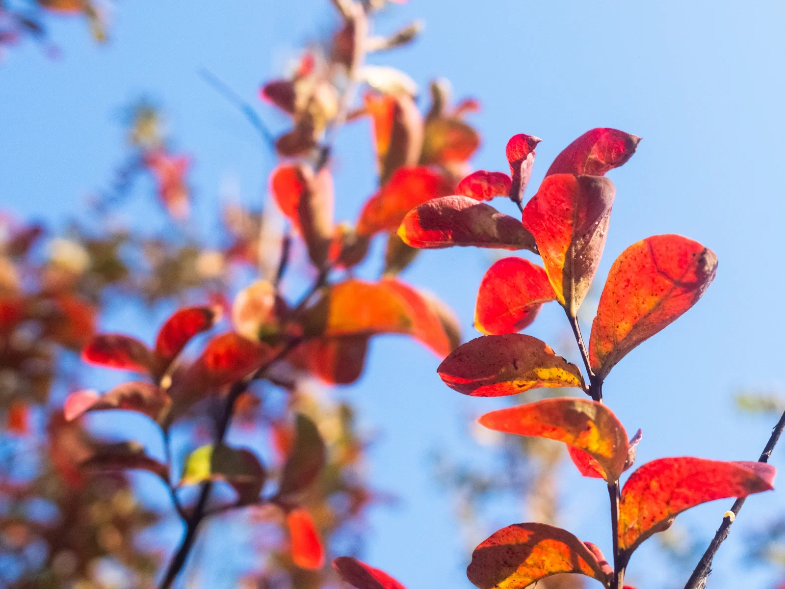 Amelanchier Lamarckii Spalierbaum (Kupfer-Felsenbirne)-5