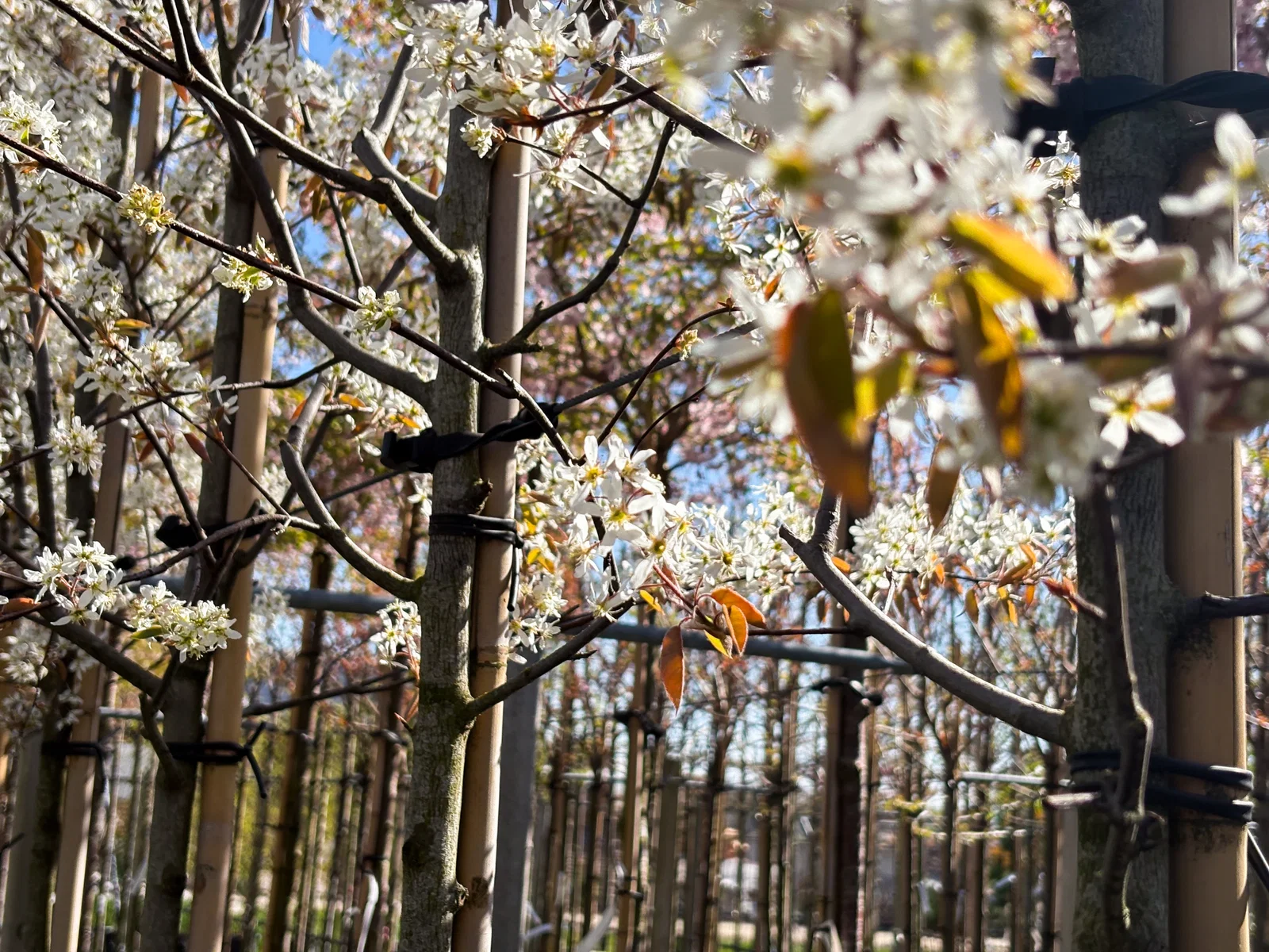 Amelanchier Lamarckii (Kupfer-Felsenbirne)-3