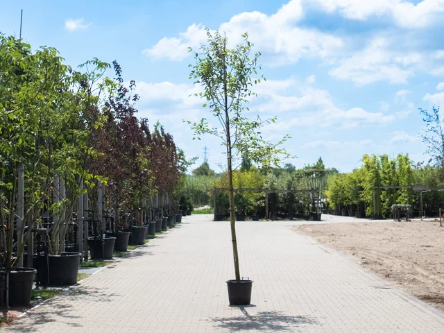 Amelanchier Lamarckii (Krentenboom) Amelanchier Lamarckii (Krentenboom)