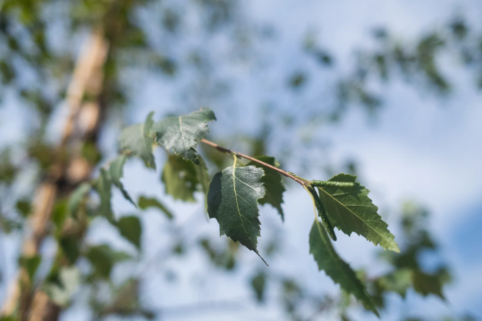 Betula Pendula Tristis (Hängebirke)-2