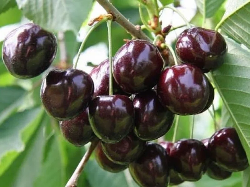 Prunus avium Annabella (Zoete Kers)-2
