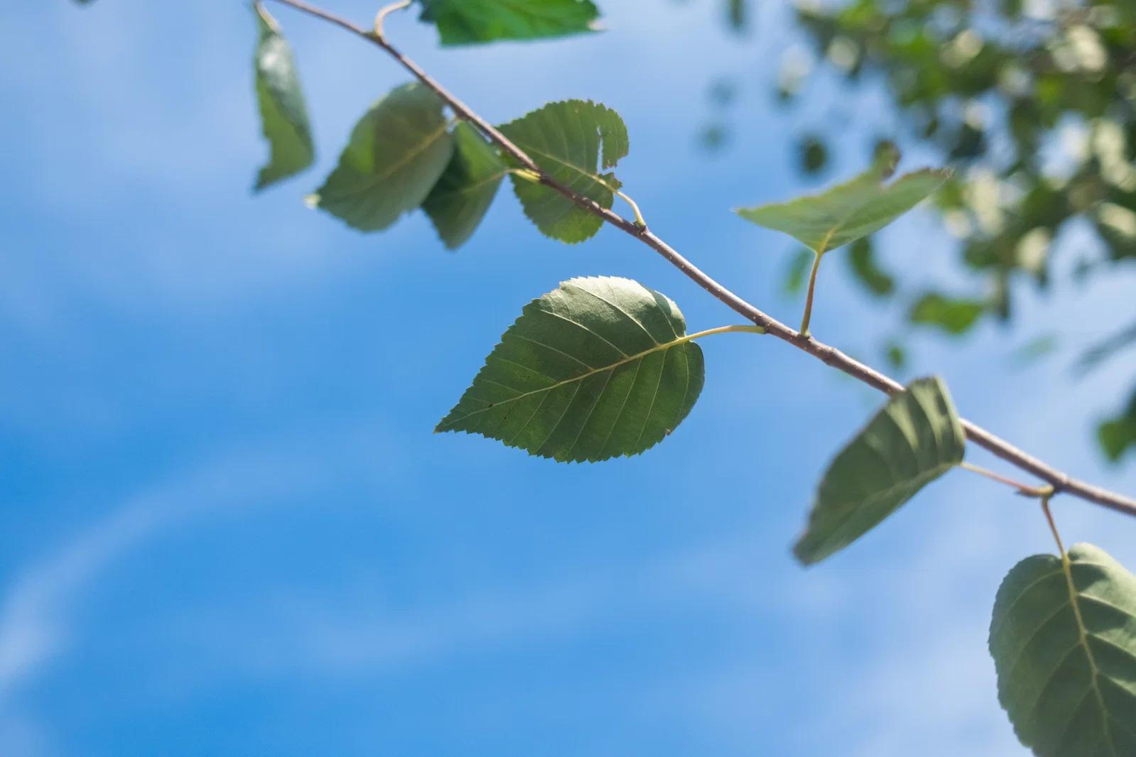 Betula Utilis Doorenbos (Witte Berk / Himalayaberk)-9