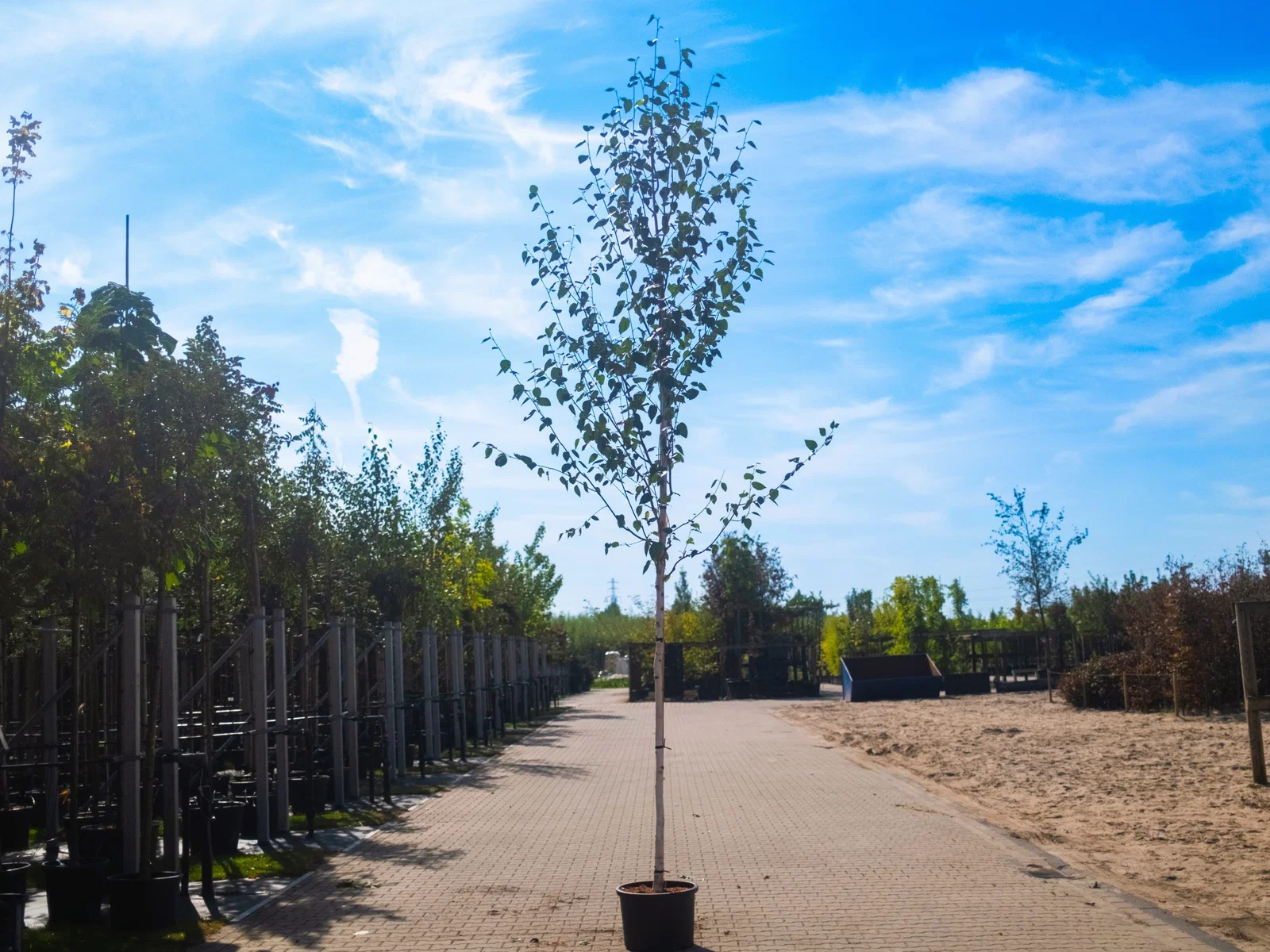 Betula Utilis Doorenbos (Witte Berk / Himalayaberk)-4