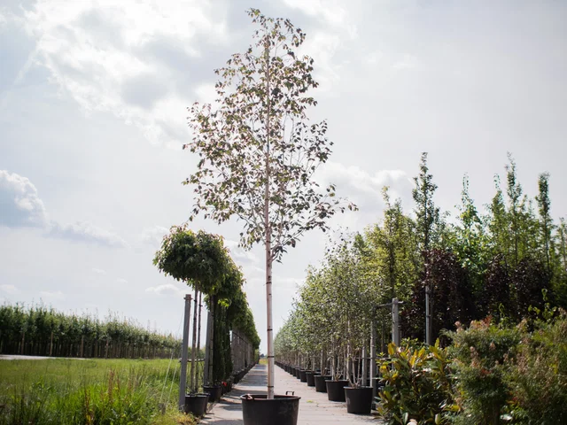 Betula Utilis Jacquemontii (Weißrindige Birke)
