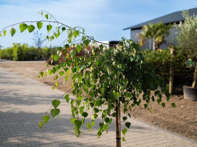 Betula Pendula Youngii (Hängebirke)