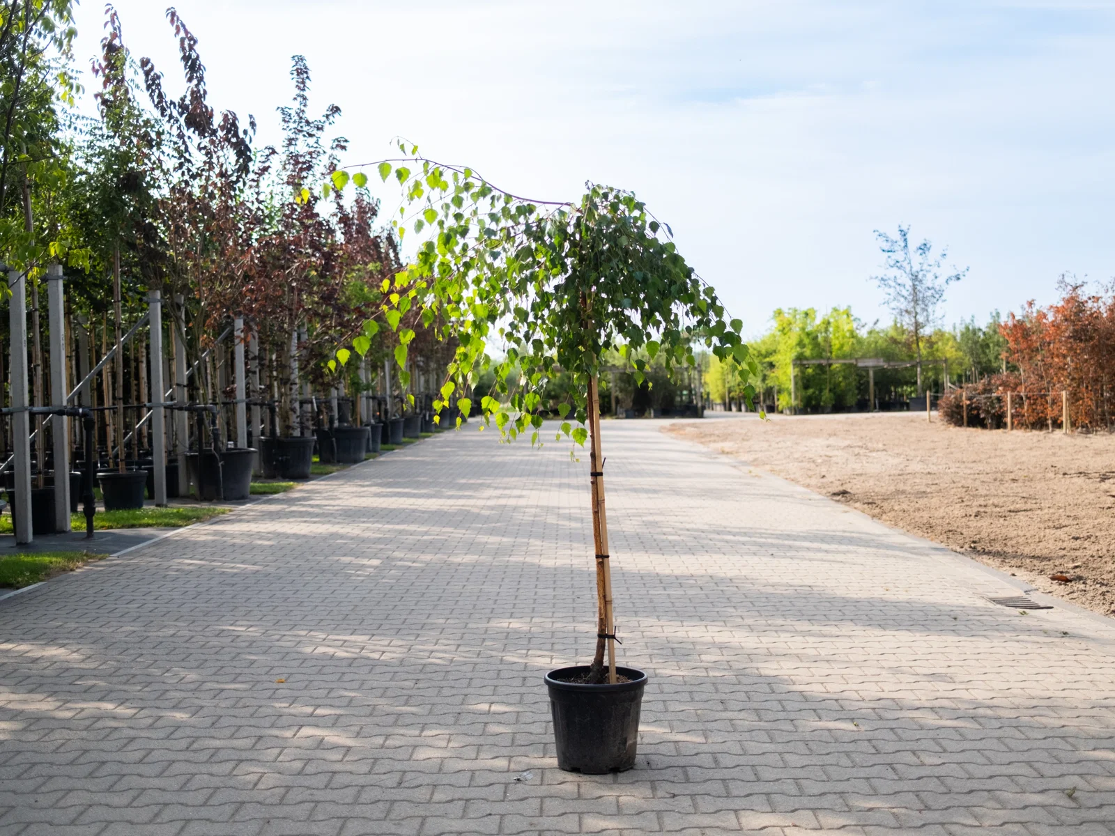 Betula Pendula Youngii (Hängebirke)-4