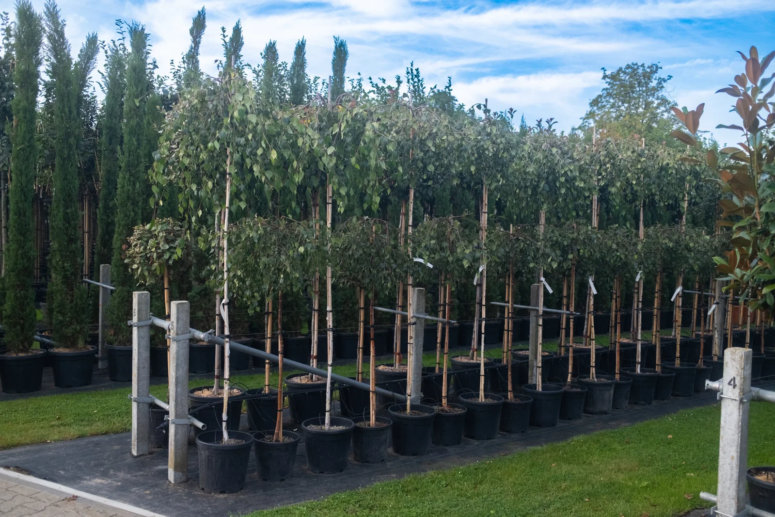 Betula Pendula Youngii (Hängebirke)-5