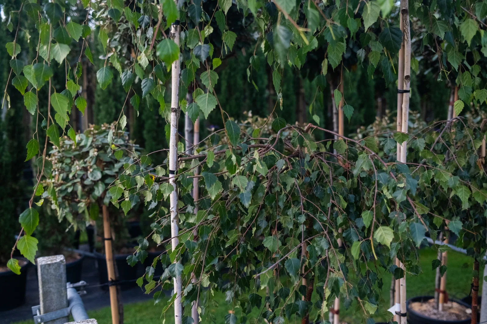 Betula Pendula Youngii (Hängebirke)-6