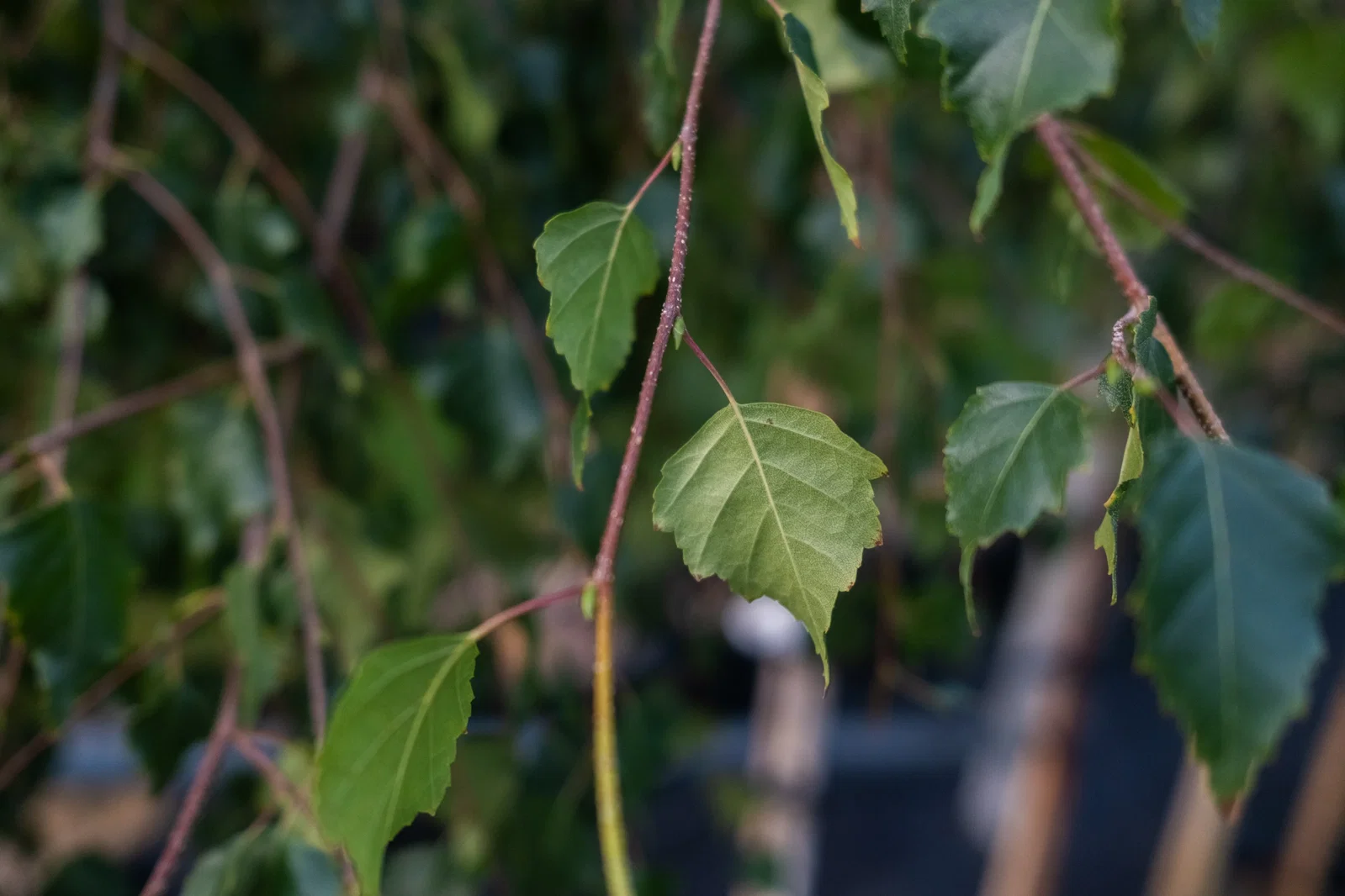 Betula Pendula Youngii (Hängebirke)-7