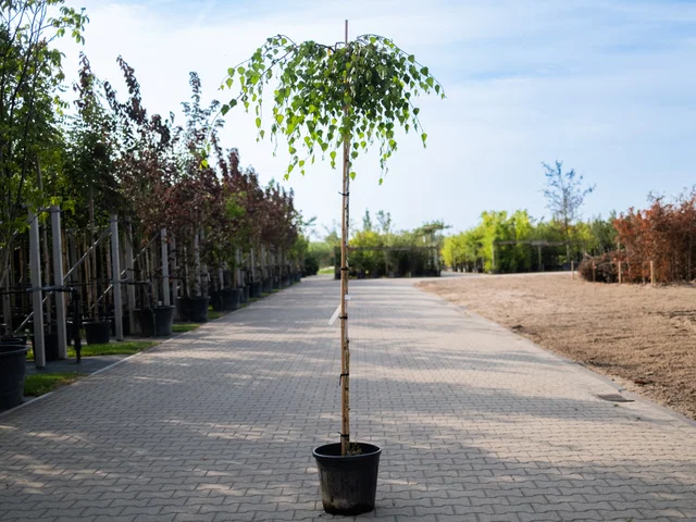 Betula Pendula Youngii (Hängebirke)
