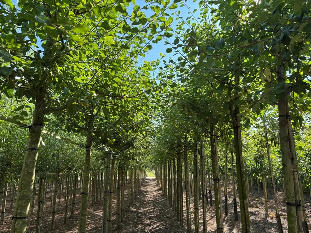 Prunus d. Opal (Zoete Pruim) Prunus d. Opal (Zoete Pruim)