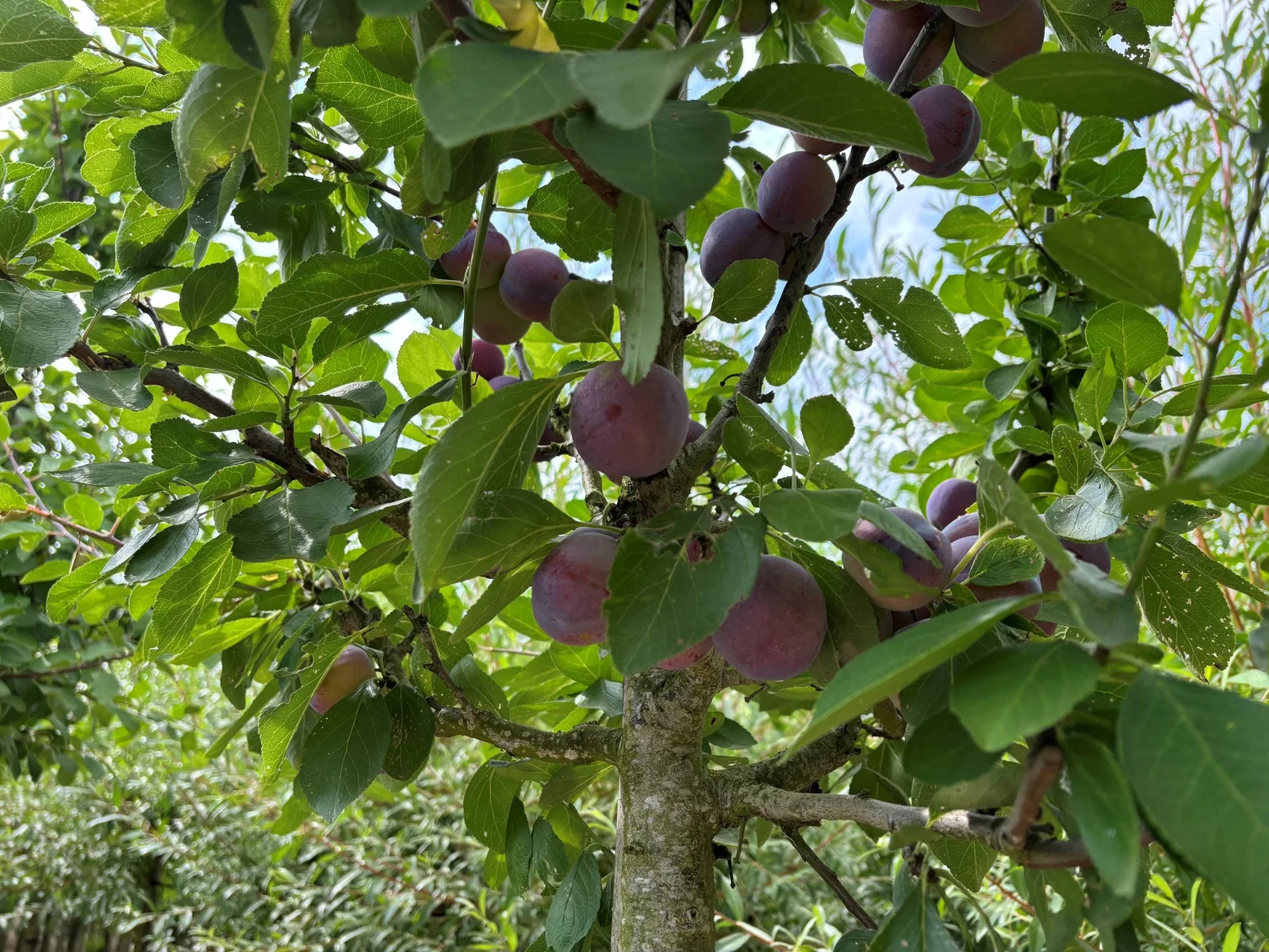 Prunus d. Opal (Pflaumenbaum)-4