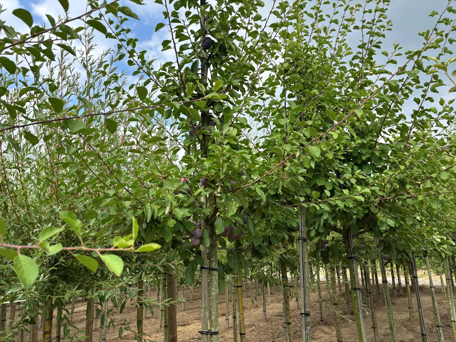 Prunus d. Opal (Pflaumenbaum)-5