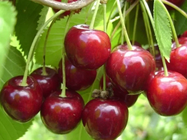 Prunus a. Hedelfinger (Zoete Kers)