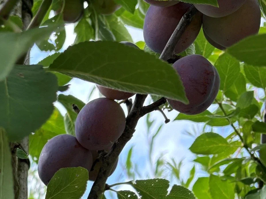 Prunus d. Opal (Zoete Pruim)-1