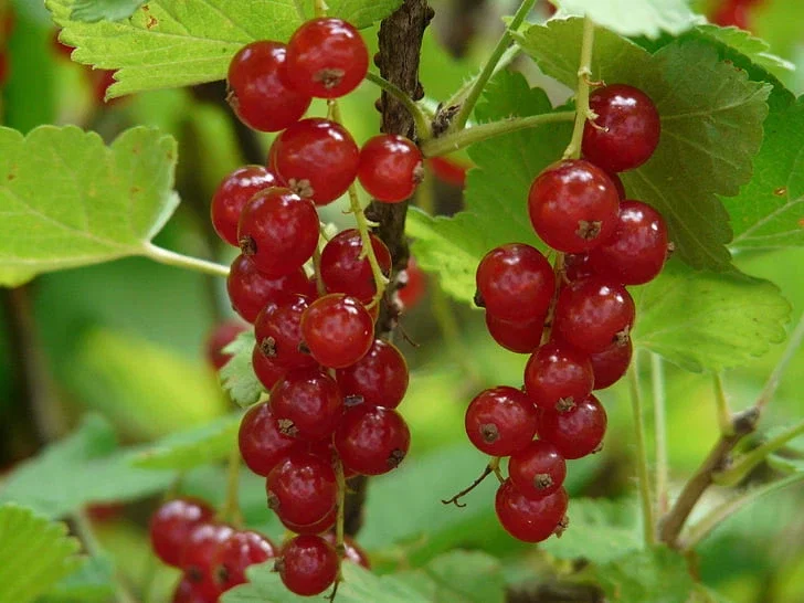 Rode Bes (Ribes Rubrum Jonkheer van Tets)