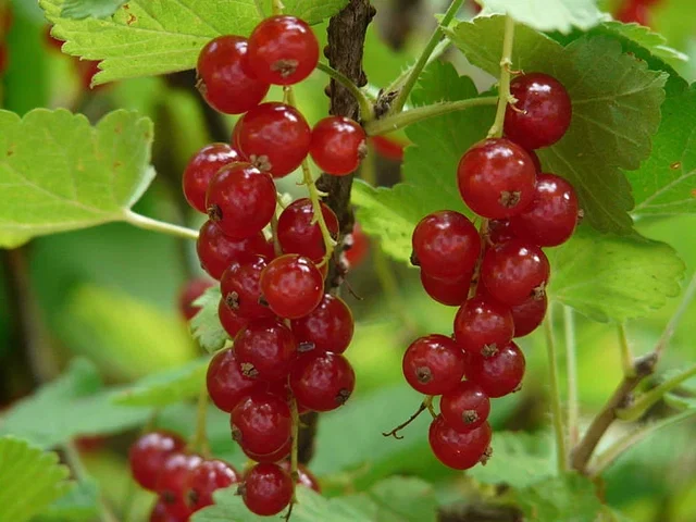 Rode Bes (Ribes Rubrum Jonkheer van Tets)
